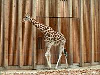 Girafe - Giraffa camelopardalis (cla Mammiferes) (ord Artiodactyles) (fam Giraffides) (03)